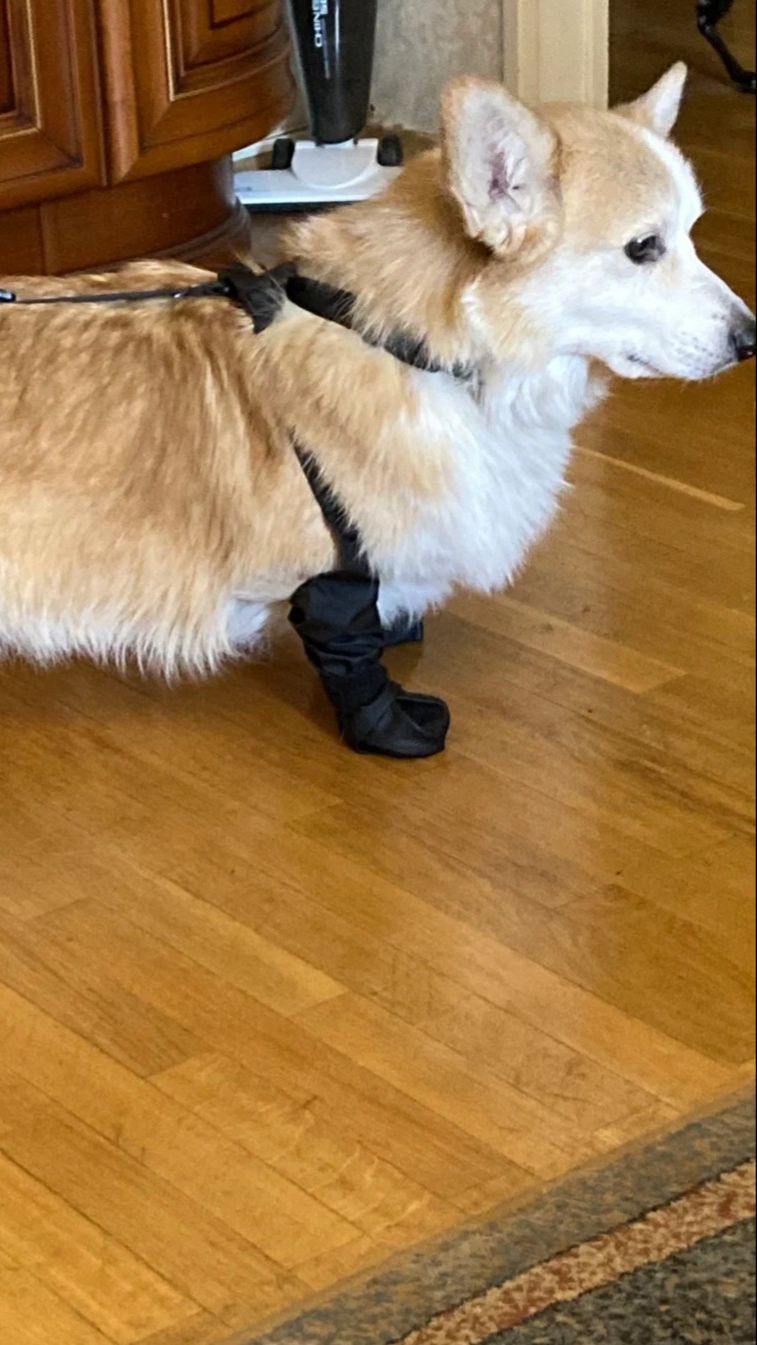 Ботинки для собак демисезонные