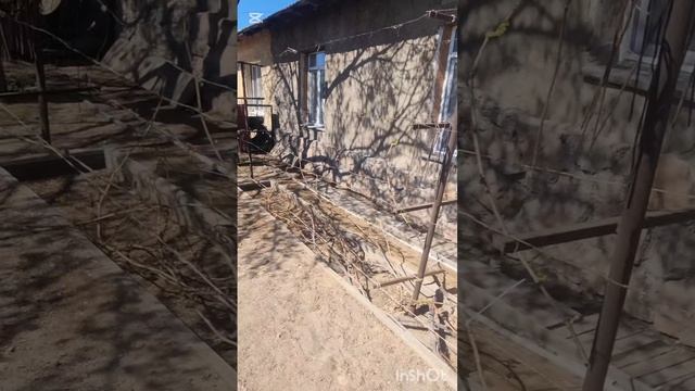 Пришли обратные заморозки. Сирени виноград помёрзли.😫