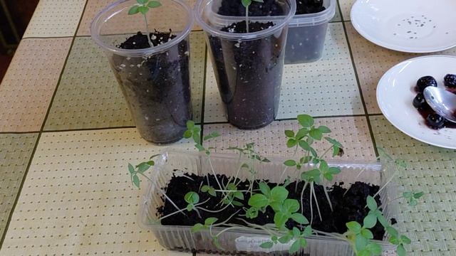 Санберри: а вы знаете эту ягоду любители варенья