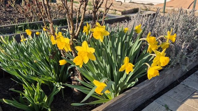 365. Вторая обработка Роз и Смородины. Виноград НЕ ОТКРЫВАЮ.