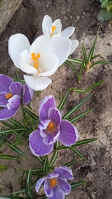 Крокусы в середине апреля на пике цветения