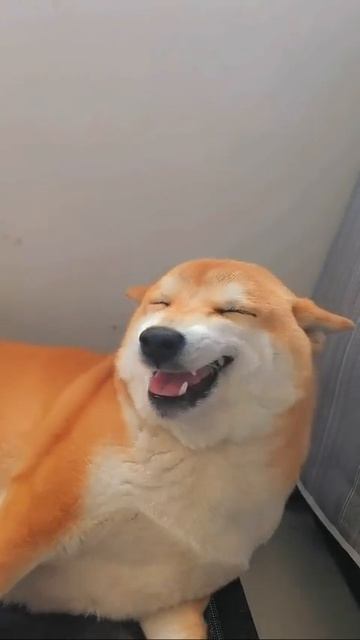 Это видео сделало мой день!