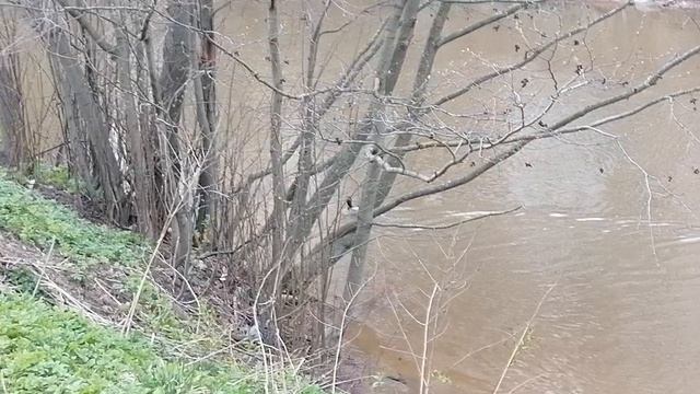 Прогулка к Оккервилю с уткой