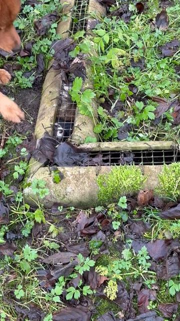 ОХОТНИЧЬЯ ЛОГИКА: сначала ЗАПАХ, потом ВИДЕНИЕ! / HUNTING LOGIC: first SCENT, then SIGHT!