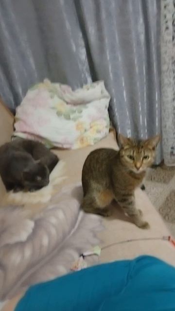 Доброй ночи.