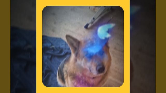 1000056359.mp4 Собака наблюдает за устройством лестницы на 2-ой этаж в доме А-фрейм