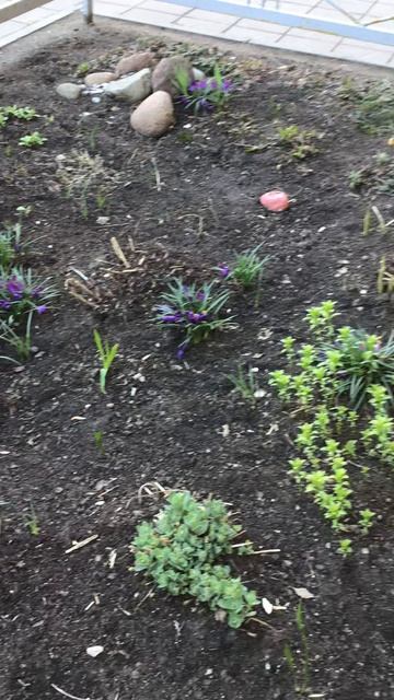 Санкт-Петербург. Проспект Энгелса. 17.04.2026. Цветы у дома. Эпизод 13