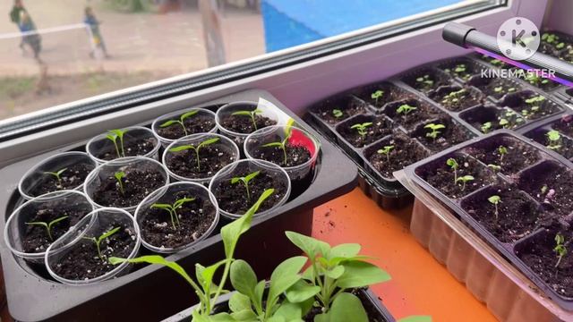 Гуляем  в парке на хоккее про рассаду и уборку балкона 14-17 апреля 2026