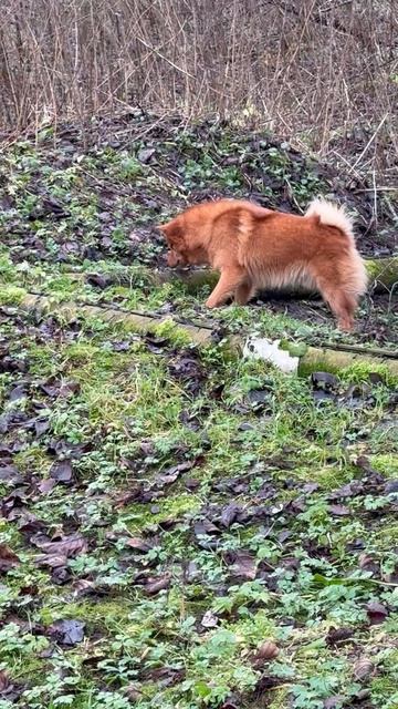 Персей включил режим ОХОТНИКА Persey switches into HUNTER MODE