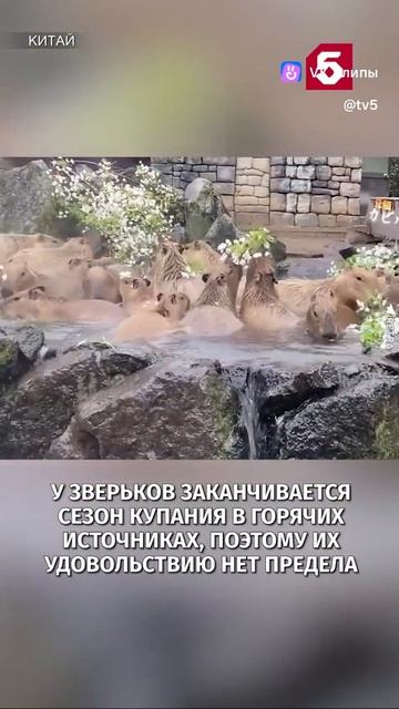 Капибары отдыхают