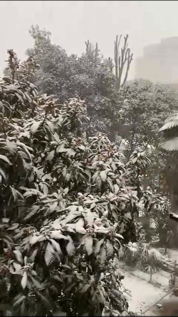 208. #снегсочи #сочи #снег