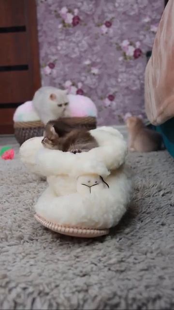 Клип @meowtaverse