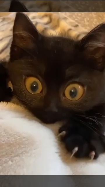 Скажите же что он милашка