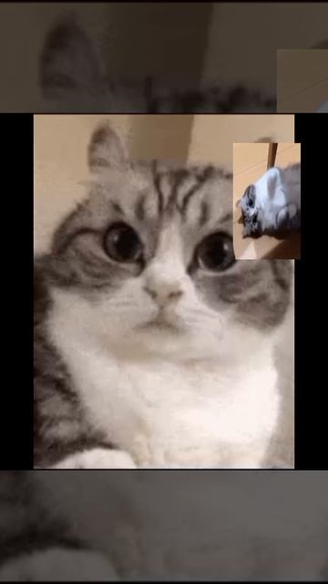 жоски едит для комару