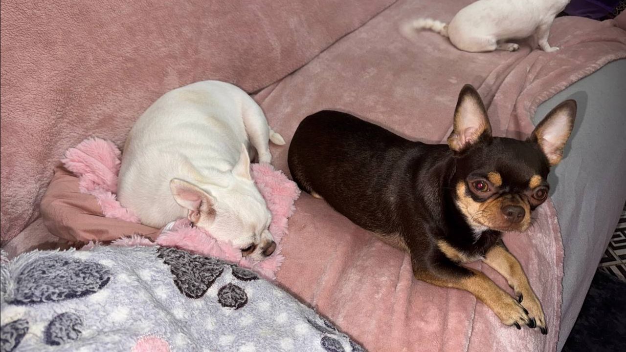 Всем наидобрейшего вечера и самой спокойной ночи.