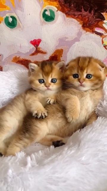 Клип @meowtaverse