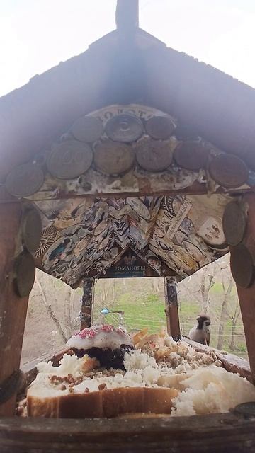 1000015845.mp4Кормушка.19.04.2026г.