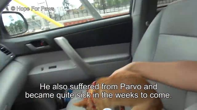 A Little Dingo Running On A Bridge Over One Of The Busiest Freeways In The U.S! Chihuahua