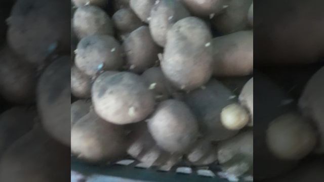 💤💤💤💤КАРТОШКА ВТОРОЙ ХЛЕБ !!!🙏