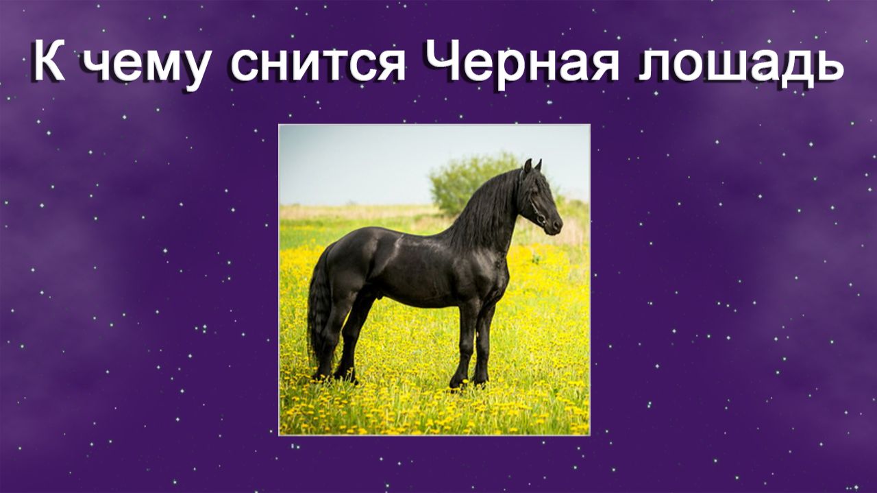К чему снится Черная лошадь - толкование сна