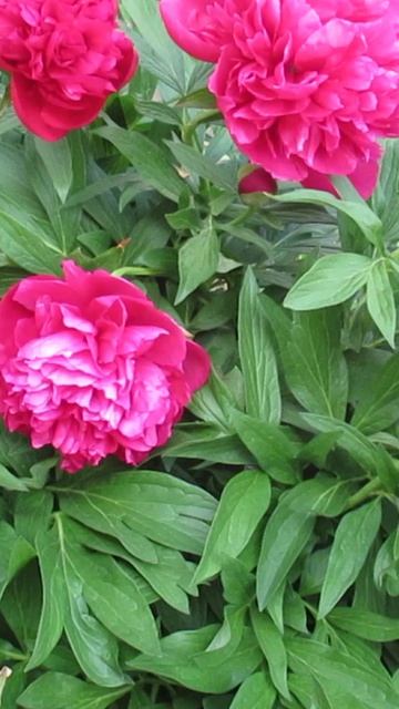 Как правильно поливать пионы