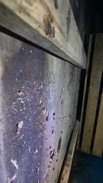 Думаете, крысы и мыши — только в центре? А вот и нет.