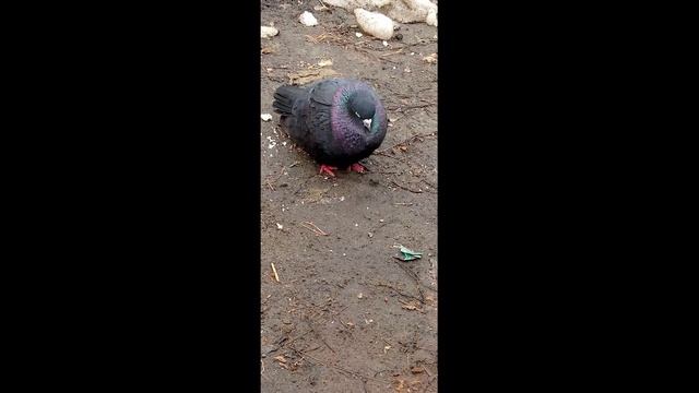 F624daa38797b406580bce0addf8d045