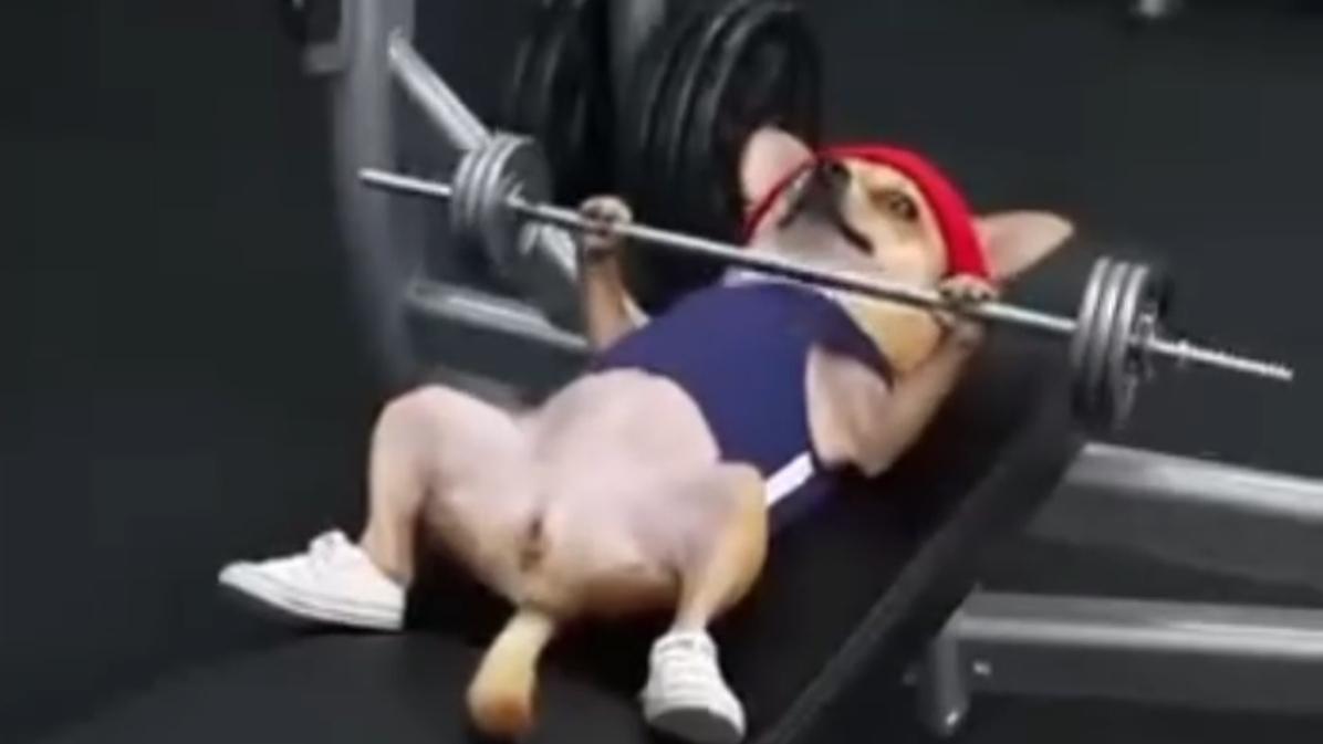 БОЛЬШАЯ ПОДБОРКА НЕЙРОСЕТЬ ВИДЕО. ЧАСТЬ 9