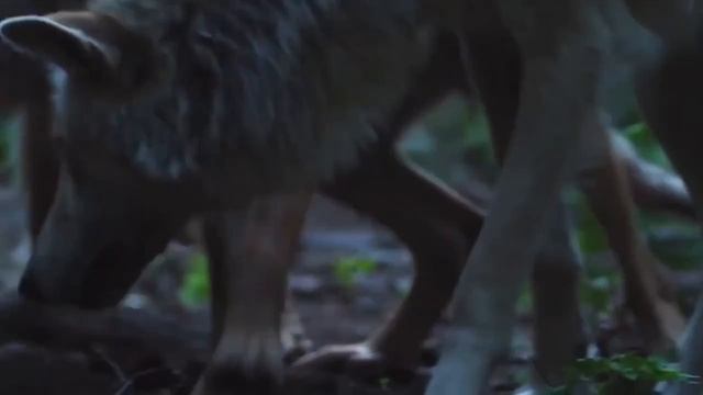 А ВЫ ЗНАЕТЕ  КАК УСТРОЕНА  СТАЯ ВОЛКОВ. Иерархия волчьей стаи.