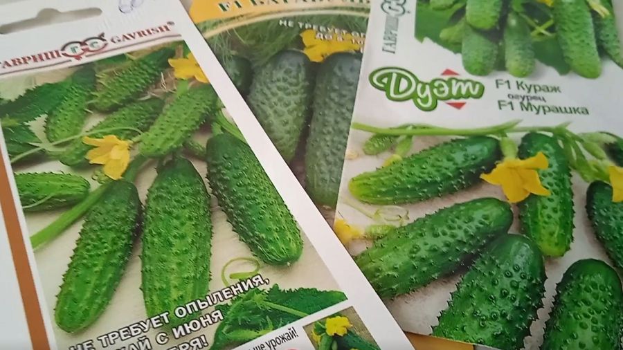 Огурцы для открытого грунта,  которые точно не оставят без урожая
