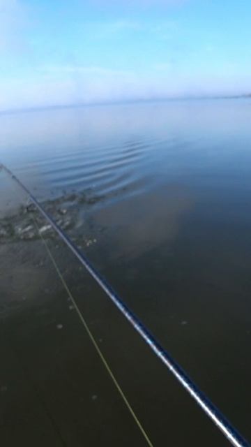 Тиляпия - турбированный карась