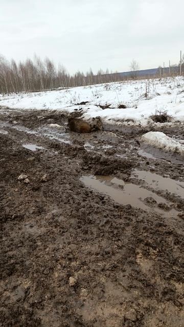 Охота на Кабана