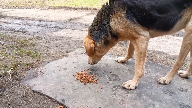 Цыплята вылупилисьхрюни растут