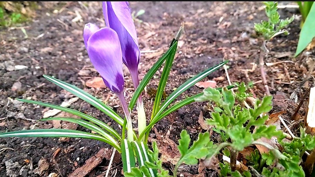 ВЕСНА18апреля_2026