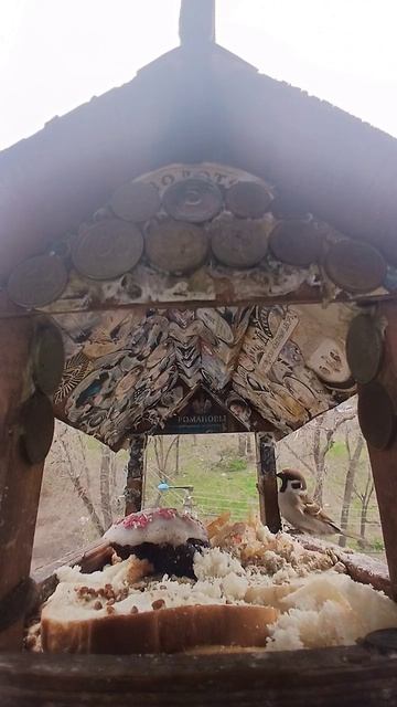 1000015844.mp4Кормушка.19.04.2026г.