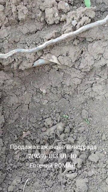 Саженцы и черенки винограда Стаханов Алчевск Луганск РФ 7959-183-01-40 Евгений РОМАН