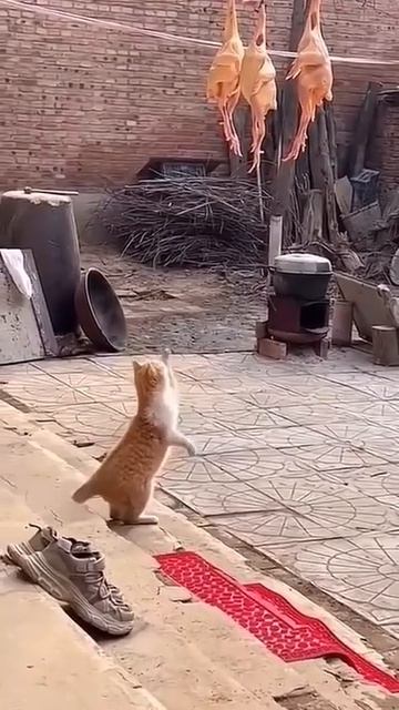 Видит око, да зуб неймёт.