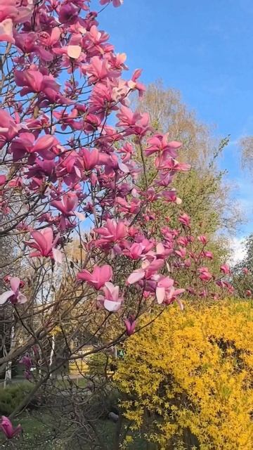 Брест. Парк 1 Мая. 🌺🌺🌺