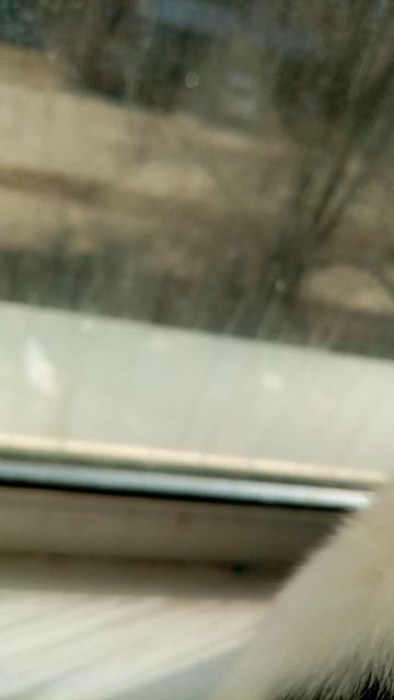 Мурзик испачкался в краске