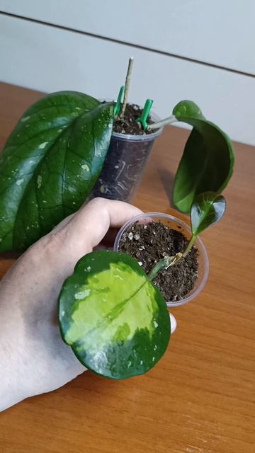 Видео для Авито ☘️🌿💚 Хойя Элефант и Обовата вариегата ☘️