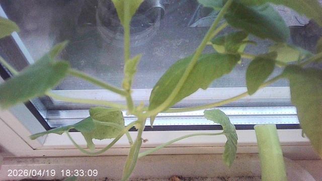 Обзор кабачка сорта 