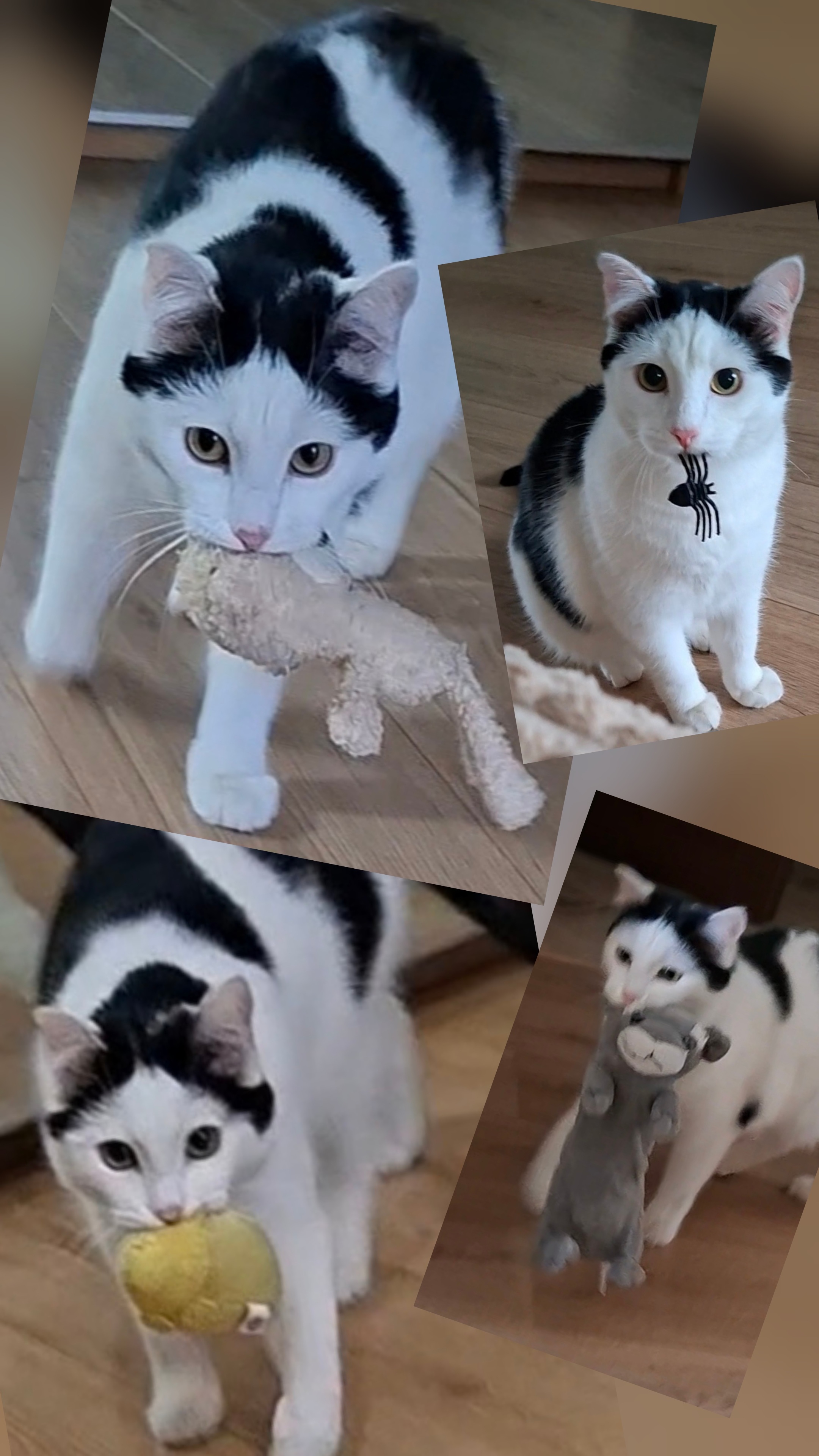 Роки носит игрушки