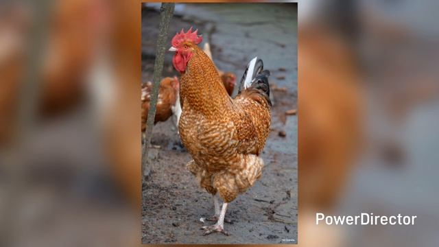 Петухи в пос.Сырский. 11.04.26 г.