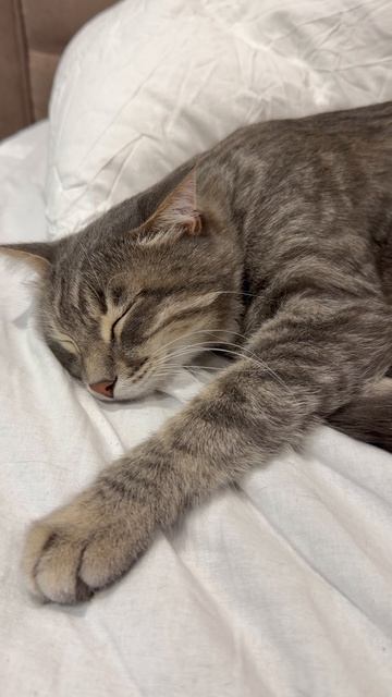 Мило спящий котик 😺🐱
