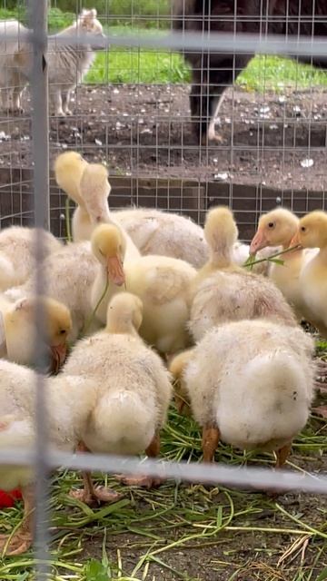 Гусята «Линда».