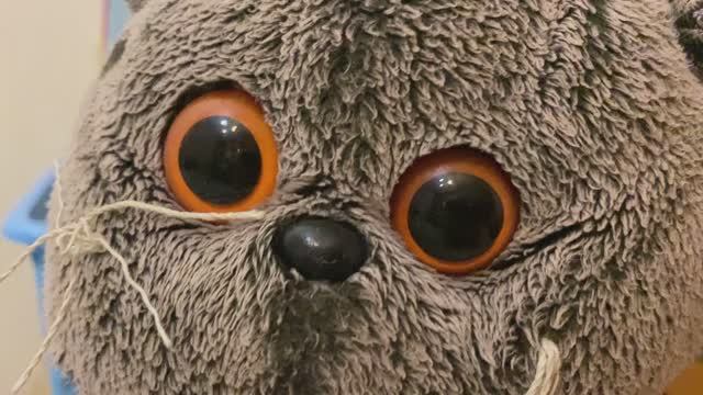 Басик не может найти свою кровать