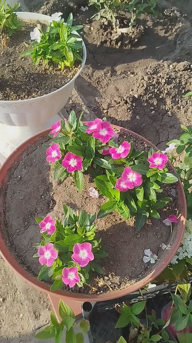 Катарантусы в кашпо.