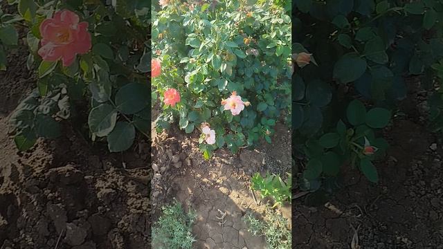 Ампельные петунии серии Изи Вейв в цвете Блю в ОГ. Часть 2.