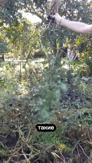 ЧУДО УДОБРЕНИЕ! Эксперимент над картофелем часть4 Эпилог!