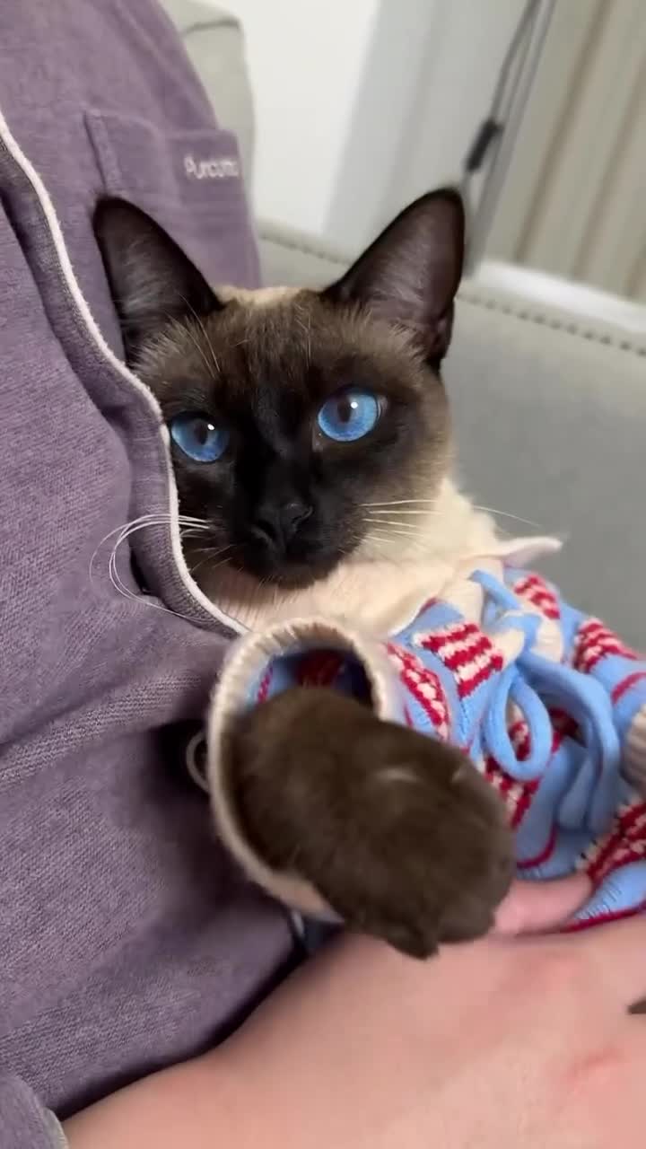 животные видео Милые